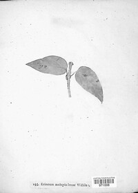 Cronartium pini image